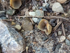 Pezizaceae