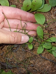 Equisetum scirpoides