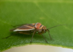 Lopidea marginata