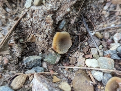 Pezizaceae