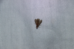 Trypetoptera canadensis