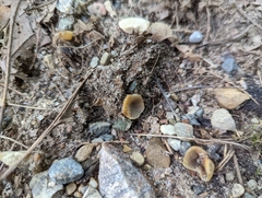 Pezizaceae