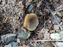 Pezizaceae