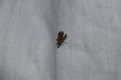 Trypetoptera canadensis