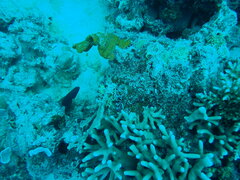 Porites cylindrica