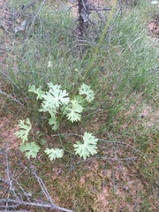 Aconitum umbrosum