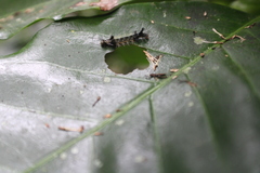 Nymphalidae