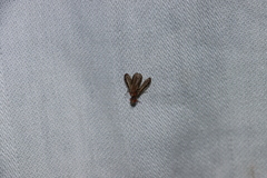 Trypetoptera canadensis