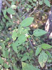 Solanum emulans