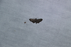 Eupithecia tripunctaria