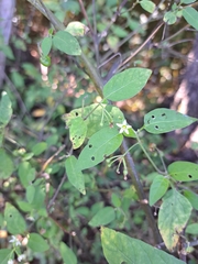 Solanum emulans