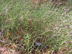Equisetum variegatum