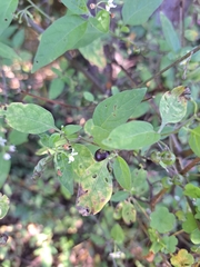 Solanum emulans