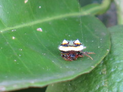 Poecilopachys australasia