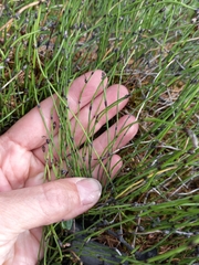 Equisetum variegatum