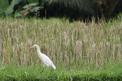 Bubulcus ibis