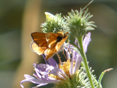 Copaeodes aurantiaca