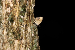 Nematocampa resistaria