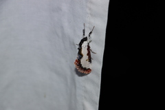 Eudryas unio