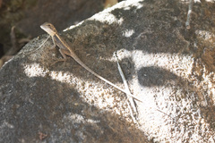 Lophognathus gilberti