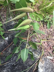 Asclepias viridiflora