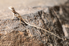 Lophognathus gilberti