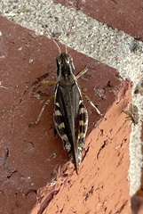 Melanoplus