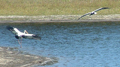 Mycteria ibis