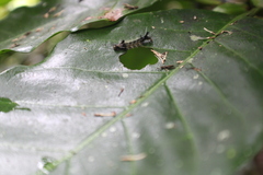 Nymphalidae