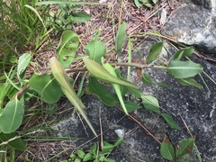 Asclepias viridiflora