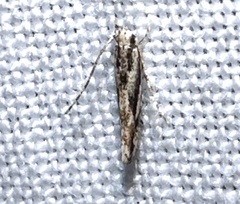 Melanocinclis lineigera