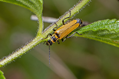 Chauliognathus flavipennis