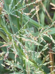 Glyceria declinata