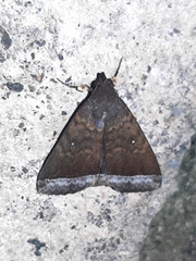 Coremagnatha orionalis