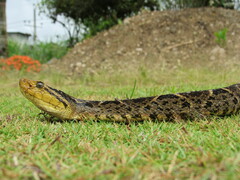 Bothrops asper