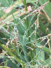 Glyceria declinata