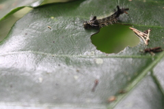 Nymphalidae