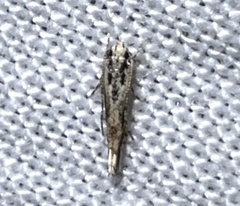 Melanocinclis lineigera