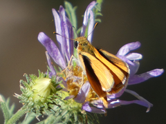 Copaeodes aurantiaca