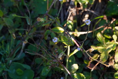 Symphyotrichum subulatum elongatum