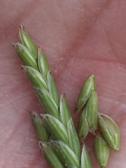 Glyceria declinata