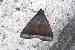 Coremagnatha orionalis