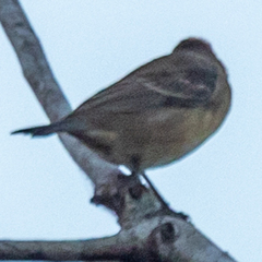 Passerina cyanea