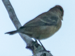 Passerina cyanea
