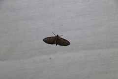 Eupithecia tripunctaria