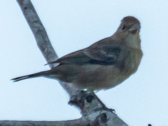 Passerina cyanea