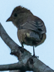 Passerina cyanea