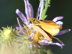 Copaeodes aurantiaca