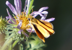 Copaeodes aurantiaca
