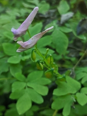 Corydalis scouleri